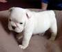 Cute English Bulldog Puppies For Free Adoption