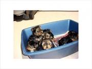 Teacup yorkie Puppies ForFree Rehoming