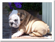 English Bulldog Puppies:: www.senederpowell.page.tl