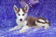 Siberian husky puppies for free adoption 