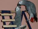Wonderful pair of african grey for a nice and loving home